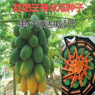 红妃3号木瓜种子原厂彩包