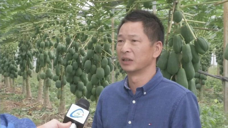 红妃3号木瓜种子原厂彩包