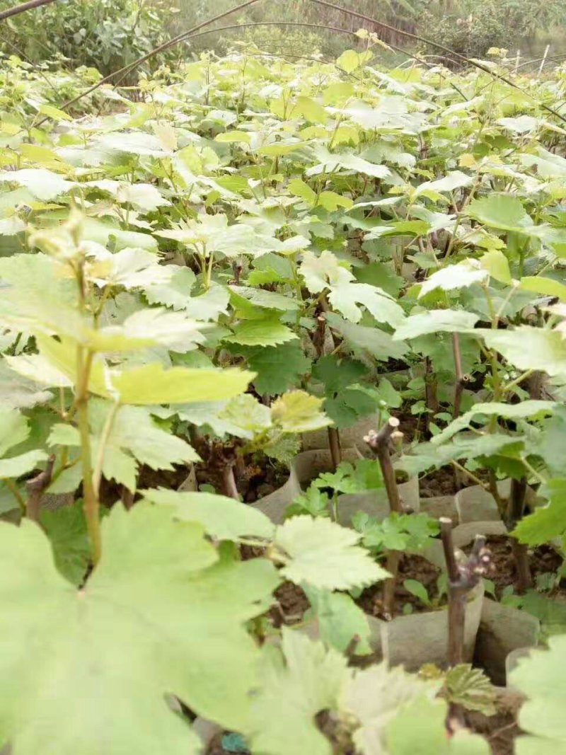 夏黑葡萄苗☞【早熟天然无子夏黑葡萄苗】带杯发货（包邮）