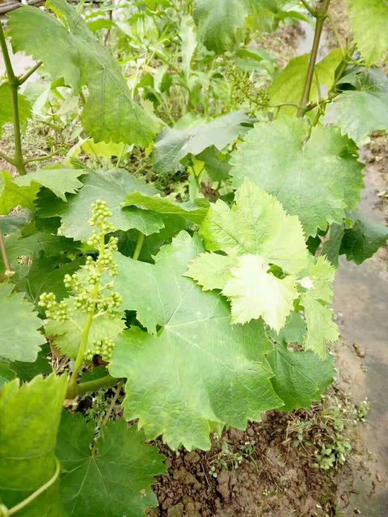 夏黑葡萄苗☞【早熟天然无子夏黑葡萄苗】带杯发货（包邮）