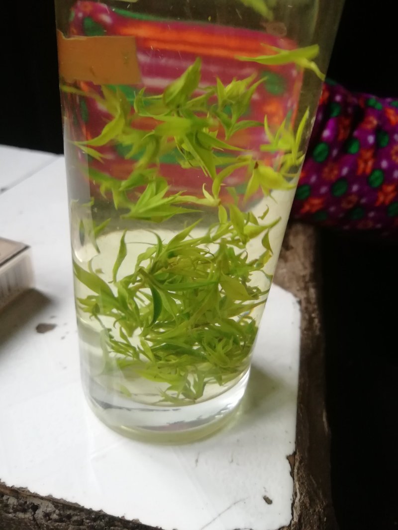 青山绿水小叶苦丁