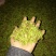 青山绿水小叶苦丁