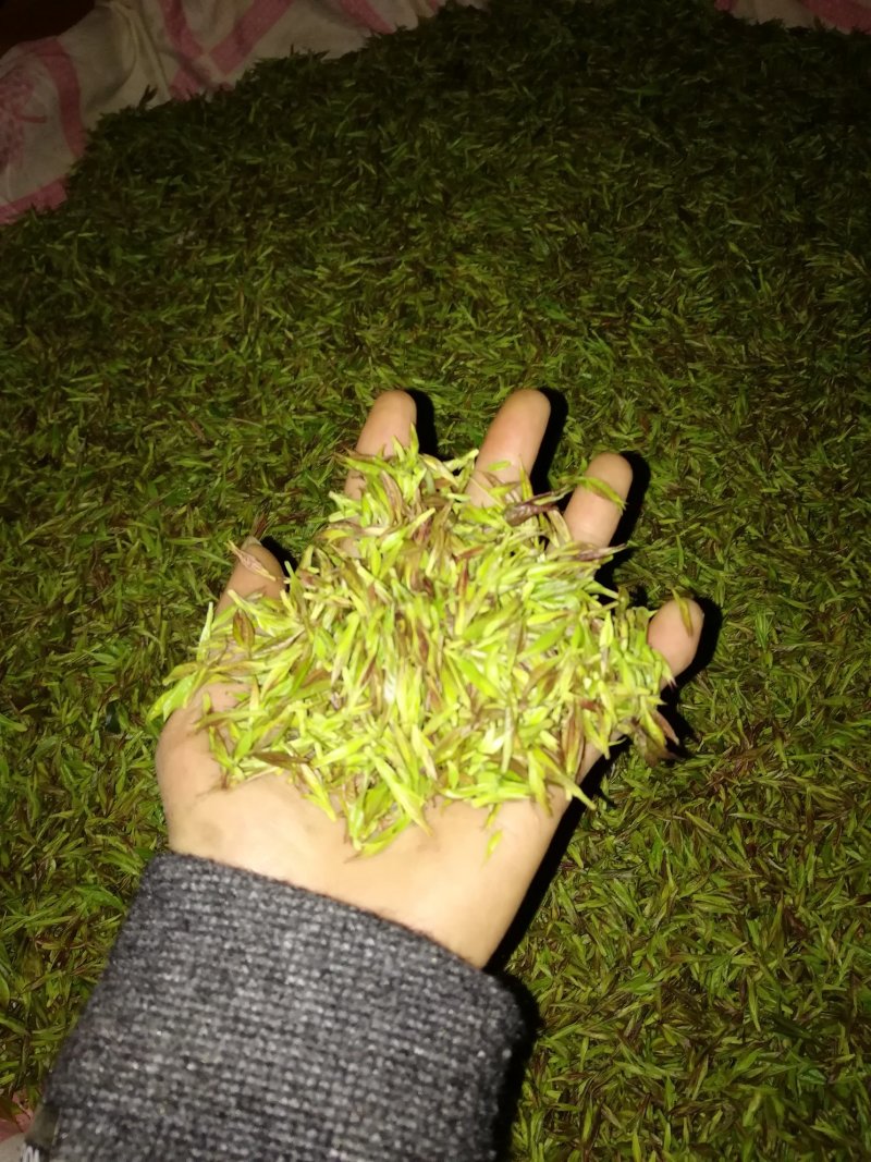 青山绿水小叶苦丁