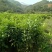 三红蜜柚苗0.8~1m0.8~1cm