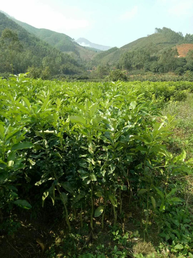 三红蜜柚苗0.8~1m0.8~1cm