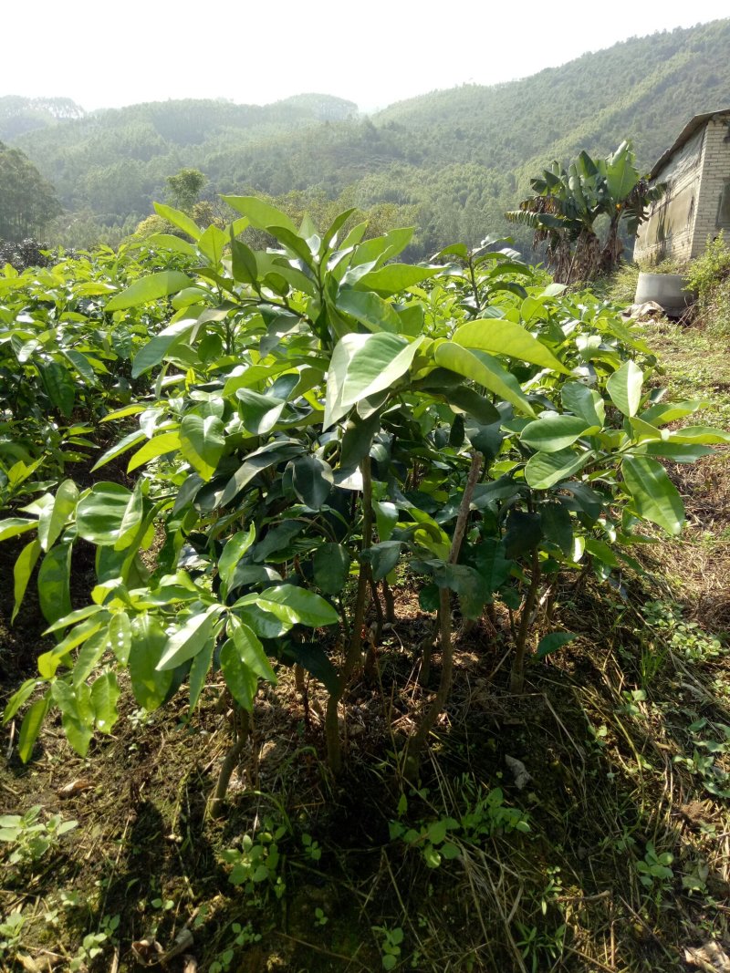 三红蜜柚苗0.8~1m0.8~1cm
