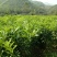 三红蜜柚苗0.8~1m0.8~1cm