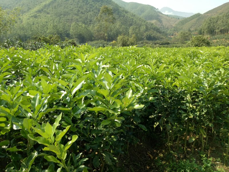 三红蜜柚苗0.8~1m0.8~1cm