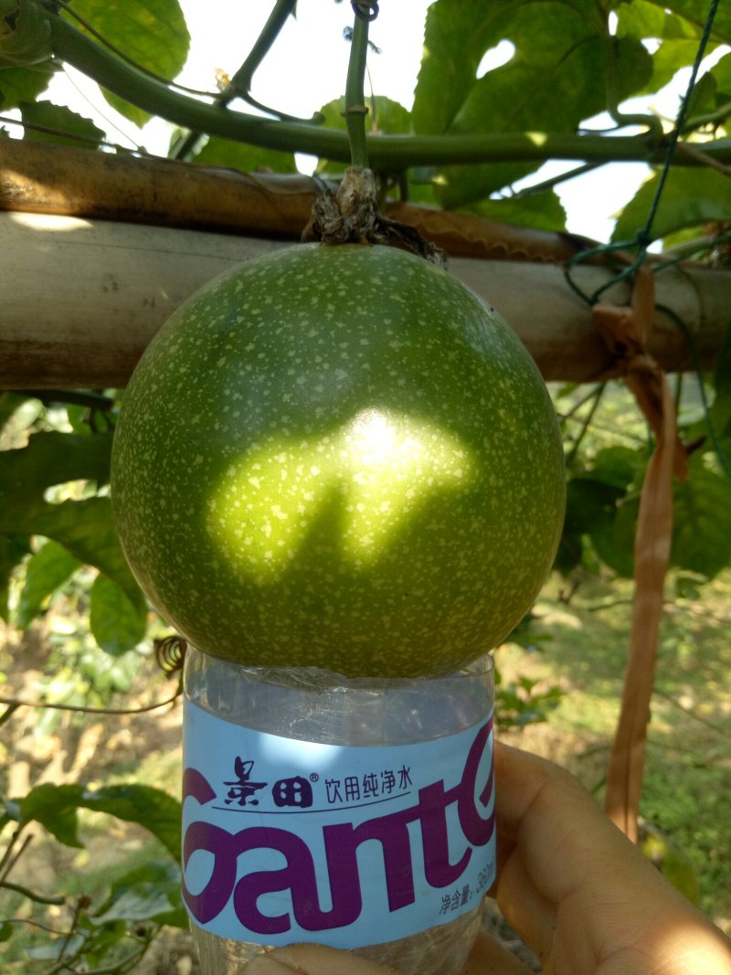 巨无霸百香果苗