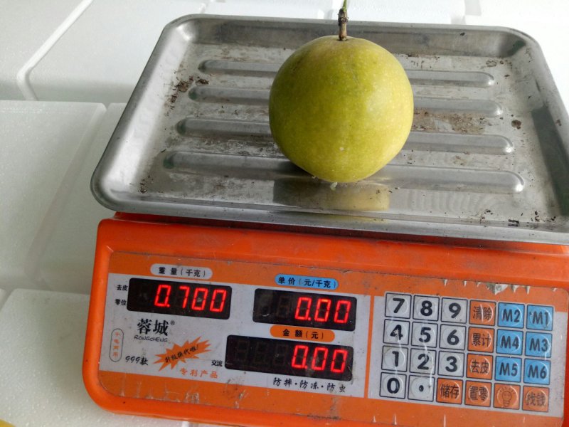巨无霸百香果苗