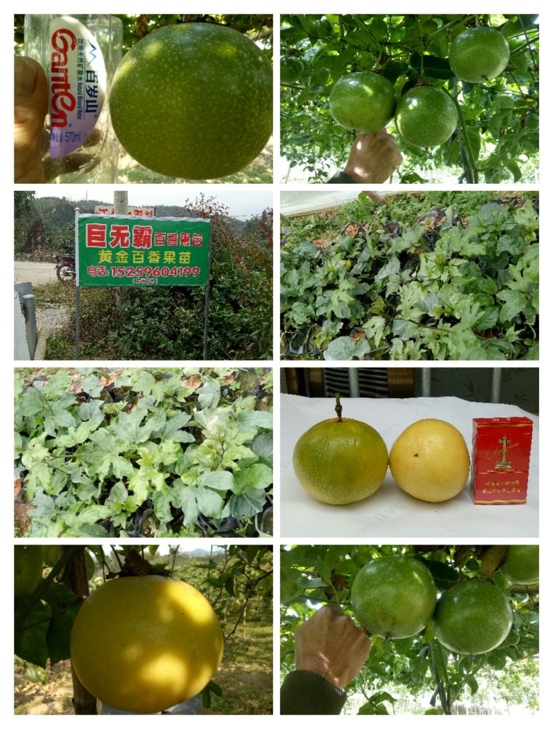 巨无霸百香果苗
