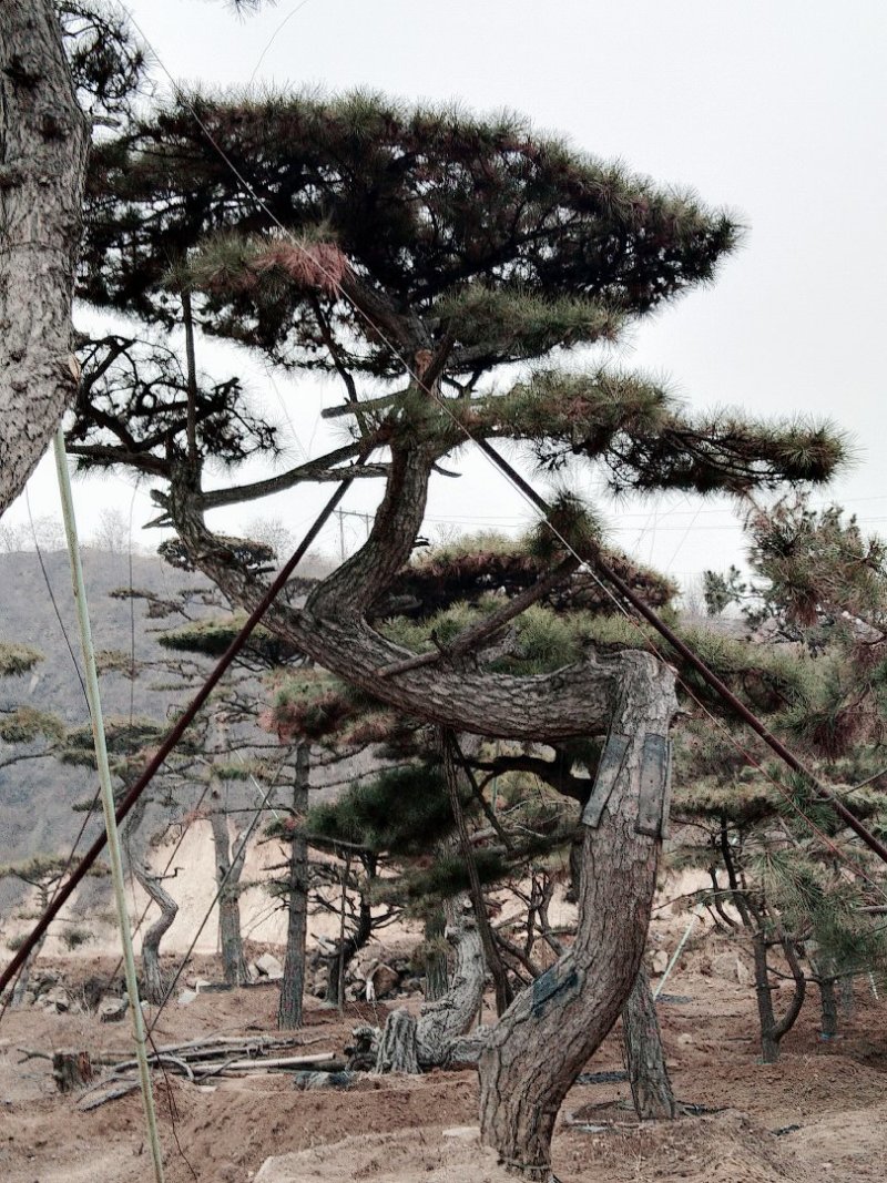 造型油松，地径12以上，高2米以上，冠幅4米。