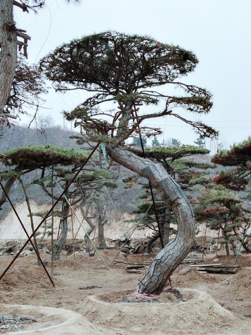 造型油松，地径12以上，高2米以上，冠幅4米。