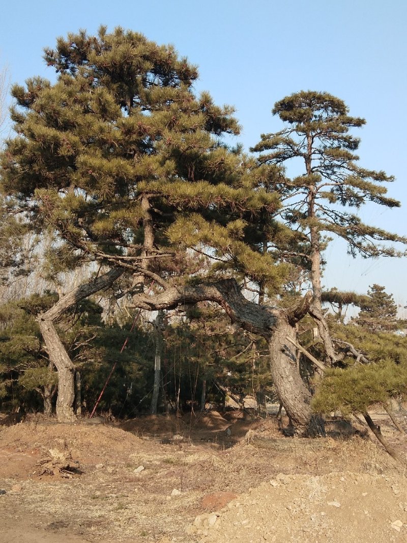 造型油松，地径12以上，高2米以上，冠幅4米。