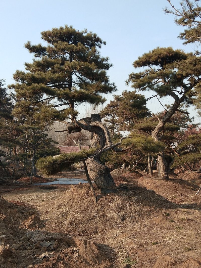 造型油松，地径12以上，高2米以上，冠幅4米。