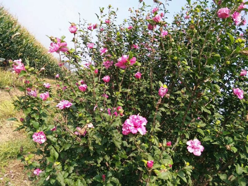 木槿