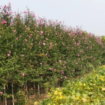 木槿