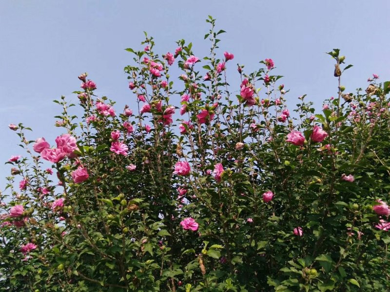 木槿