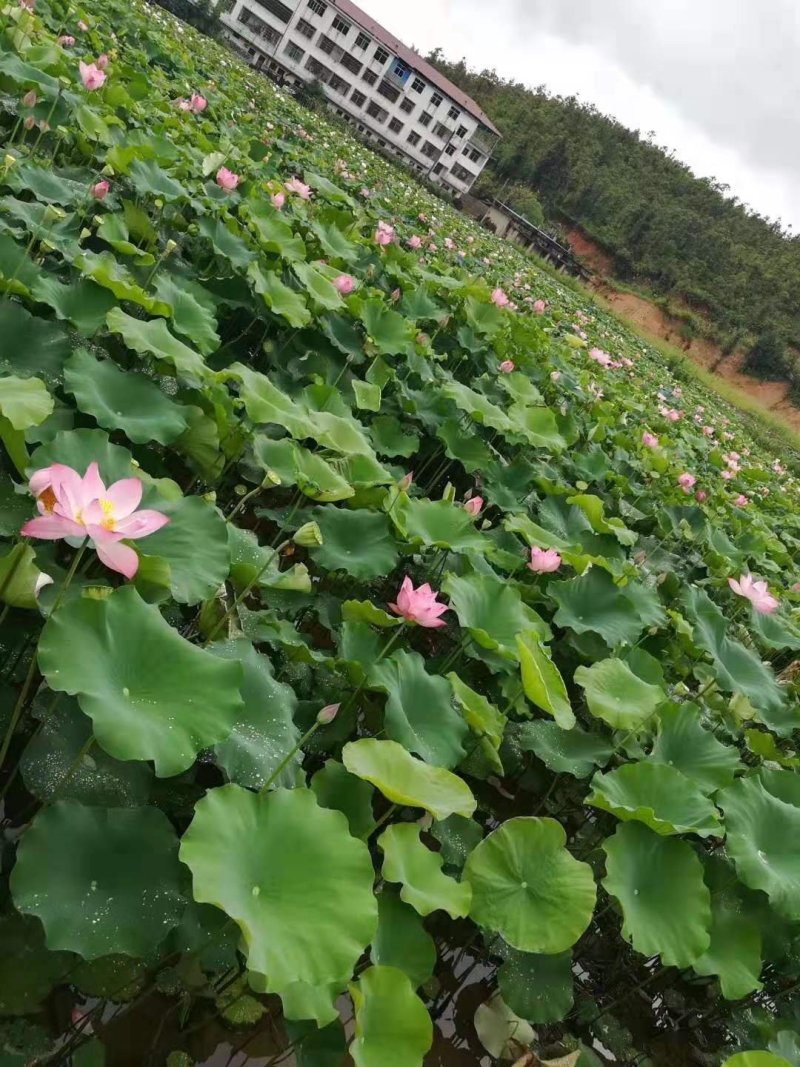 太空莲36号藕苗藕种