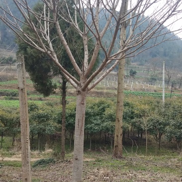 樱花树4~6cm