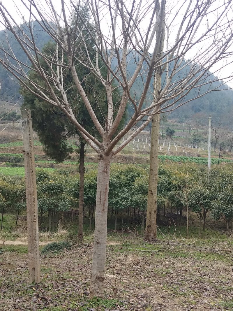 樱花树4~6cm