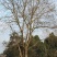 朴树