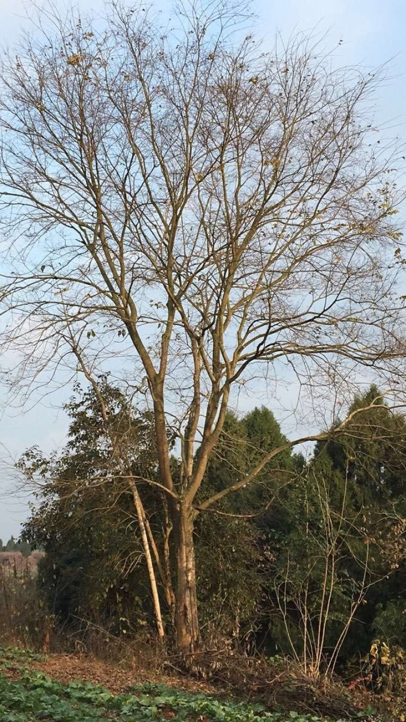 朴树