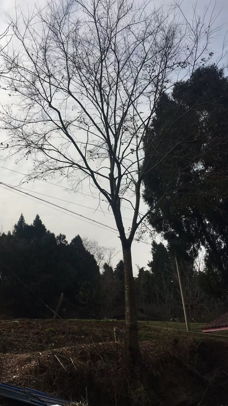 朴树
