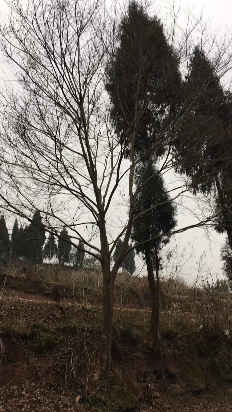 朴树