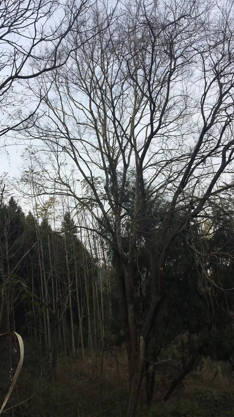 朴树