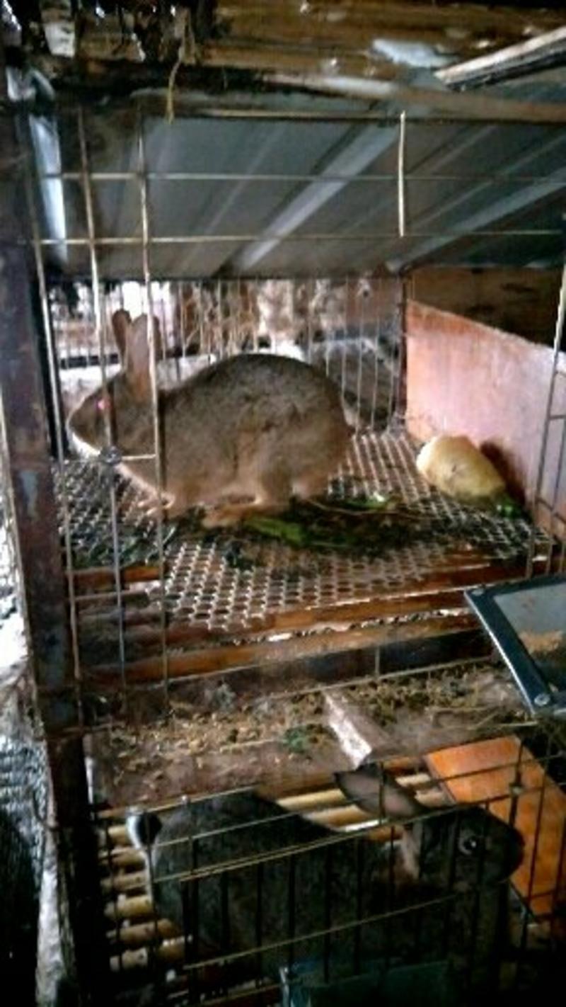 华南小型杂交草兔种苗现在可以大量出售了有想养殖的朋友连继
