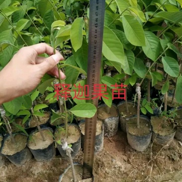 台湾凤梨释迦苗