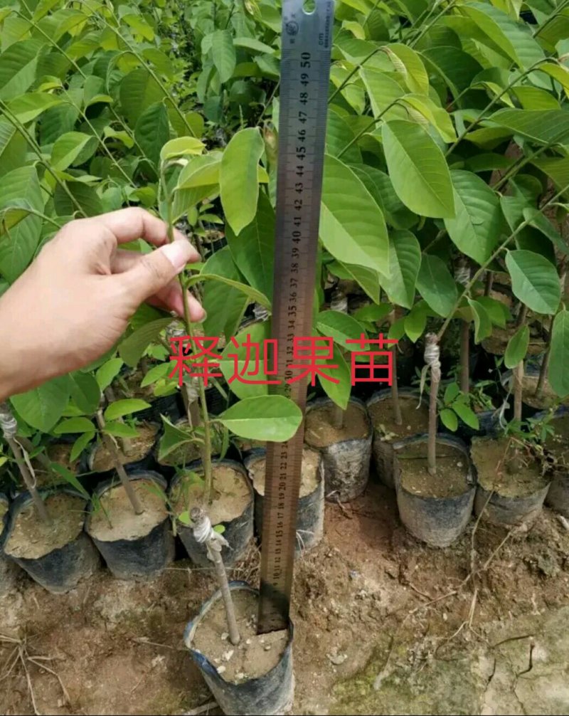 台湾凤梨释迦苗
