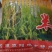 优质新丰二号稻谷，口感好清杂后更适合鲜米机加工。