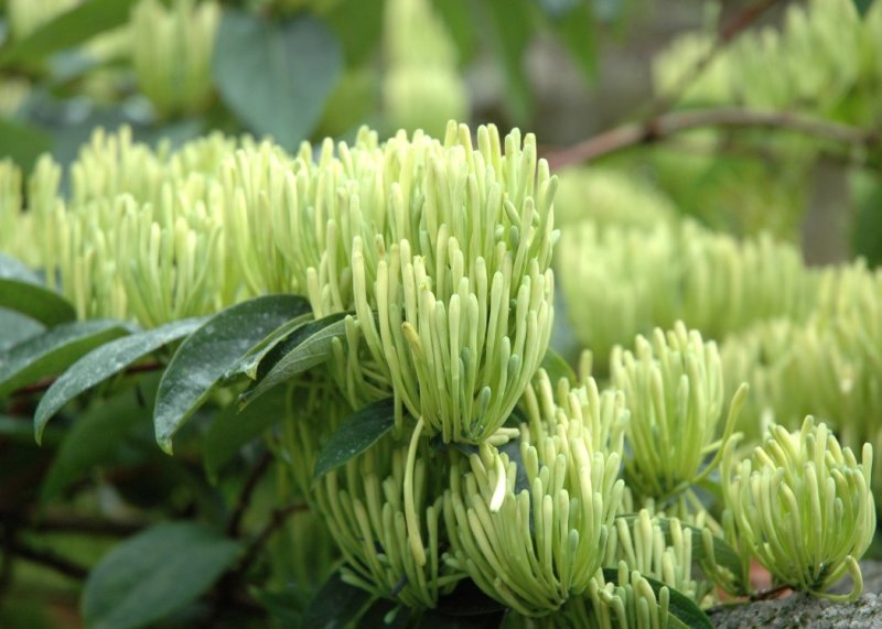 湘蕾金银花苗20~90cm【顺丰包邮】产量高，见效快。