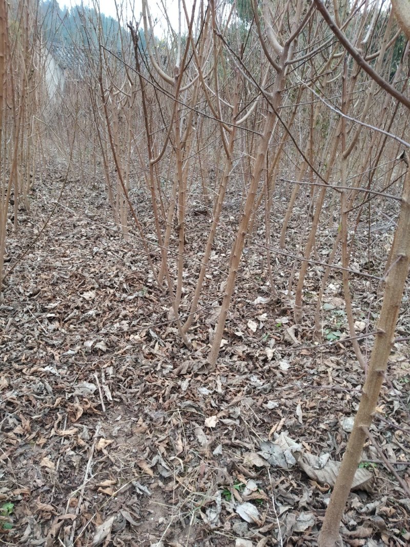蜂糖李子苗品种纯度达标多规格提供选择