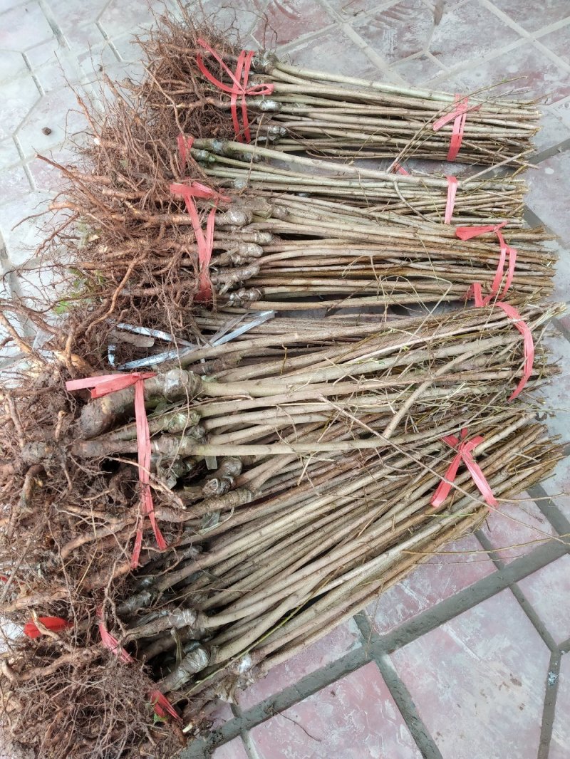 蜂糖李子苗品种纯度达标多规格提供选择