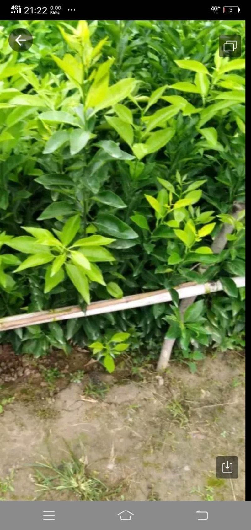 爱媛苗支持视频看货需要联系给我规格支持视频看货