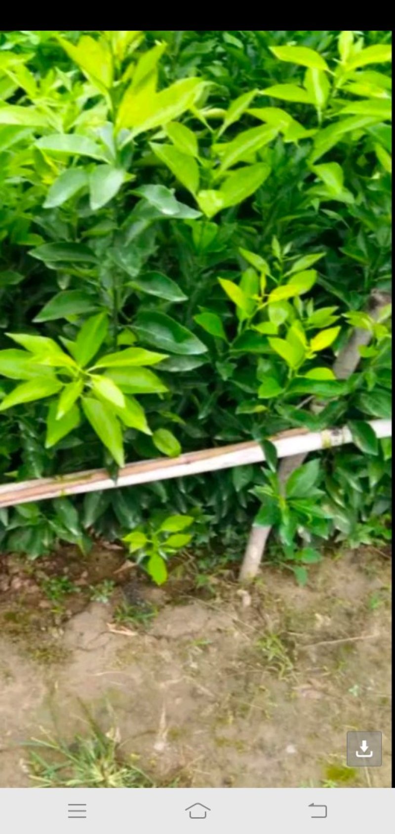 爱媛苗支持视频看货需要联系给我规格支持视频看货
