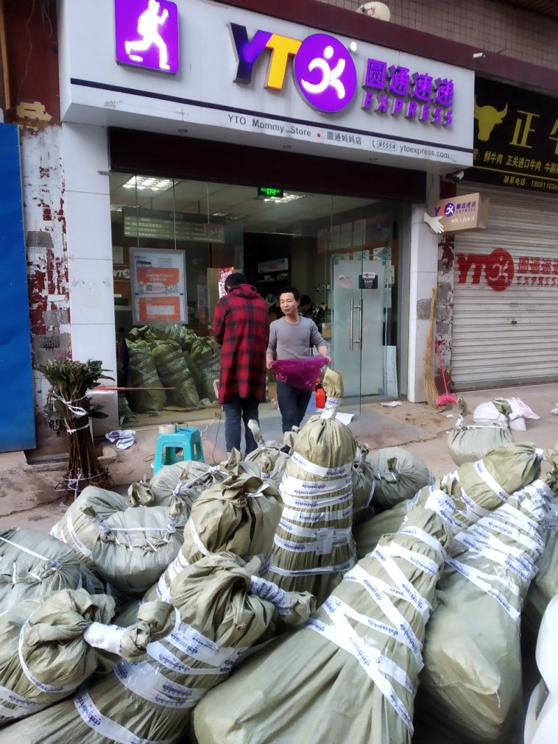 蜂糖李子苗品种纯度达标多规格提供选择