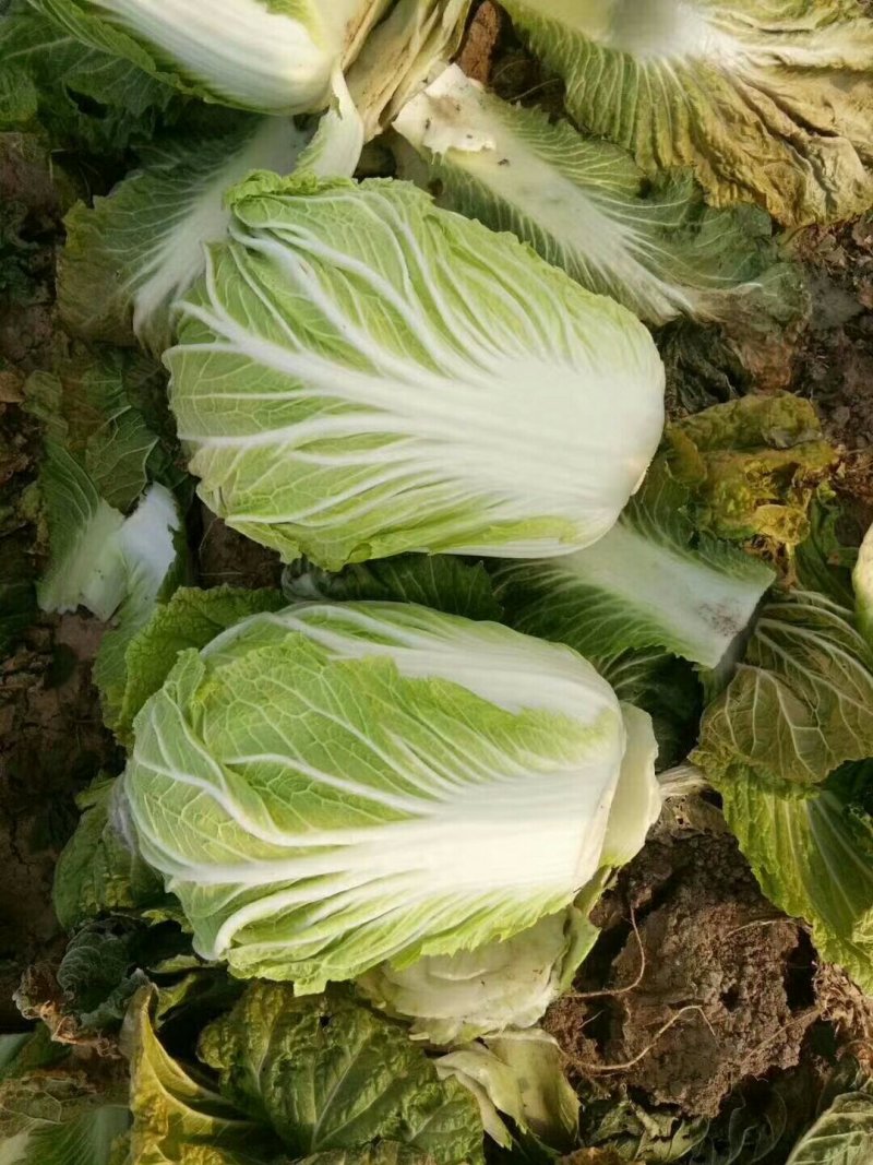 白菜泡菜厂食堂超市现砍现装