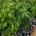 【精品】桂味,妃子笑,无核荔枝苗,小核肉厚,现挖苗现发货