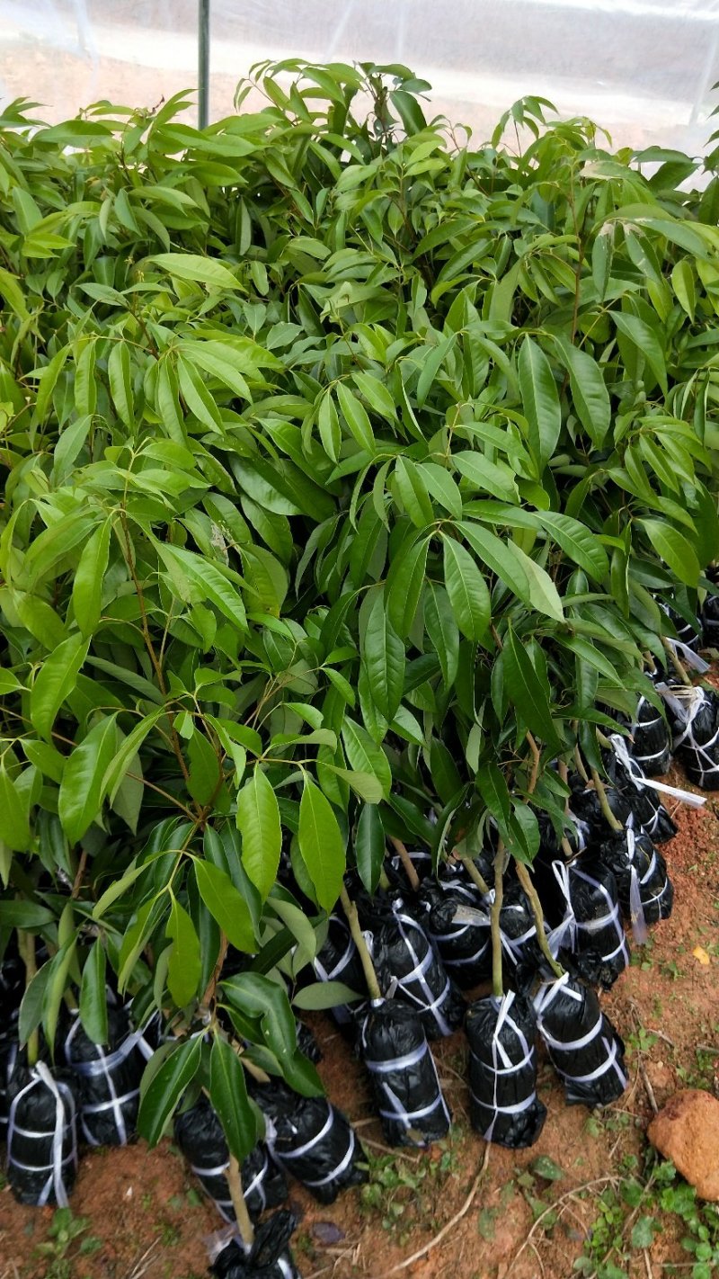 【精品】桂味，妃子笑，无核荔枝苗，小核肉厚，现挖苗现发货