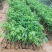 【精品】桂味,妃子笑,无核荔枝苗,小核肉厚,现挖苗现发货