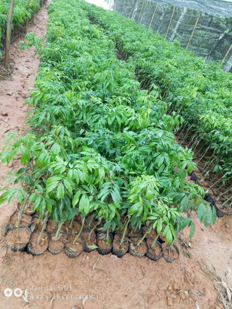 【精品】桂味，妃子笑，无核荔枝苗，小核肉厚，现挖苗现发货