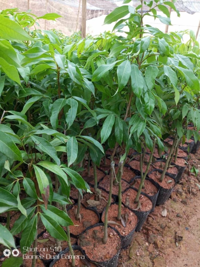 【精品】桂味，妃子笑，无核荔枝苗，小核肉厚，现挖苗现发货