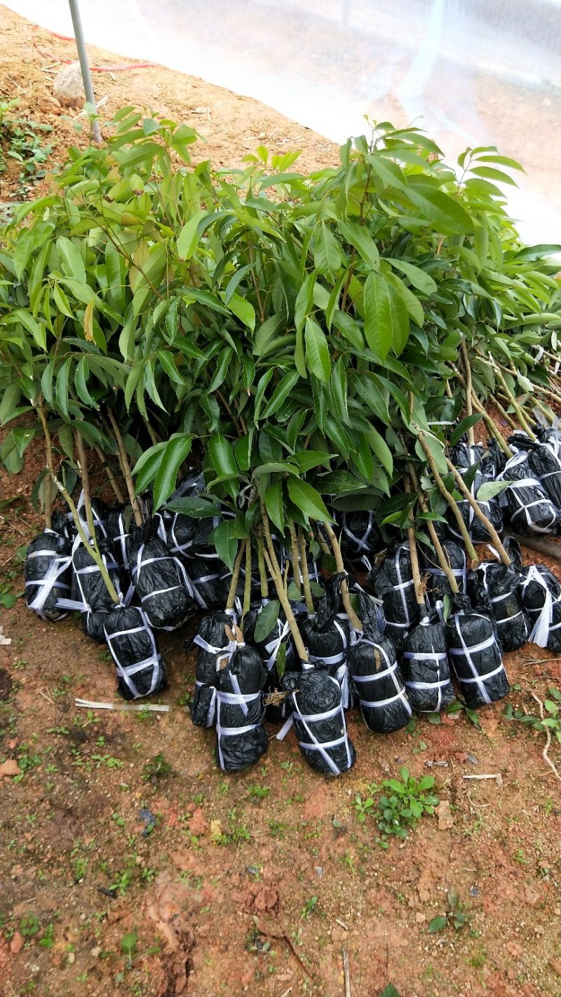 【精品】桂味，妃子笑，无核荔枝苗，小核肉厚，现挖苗现发货