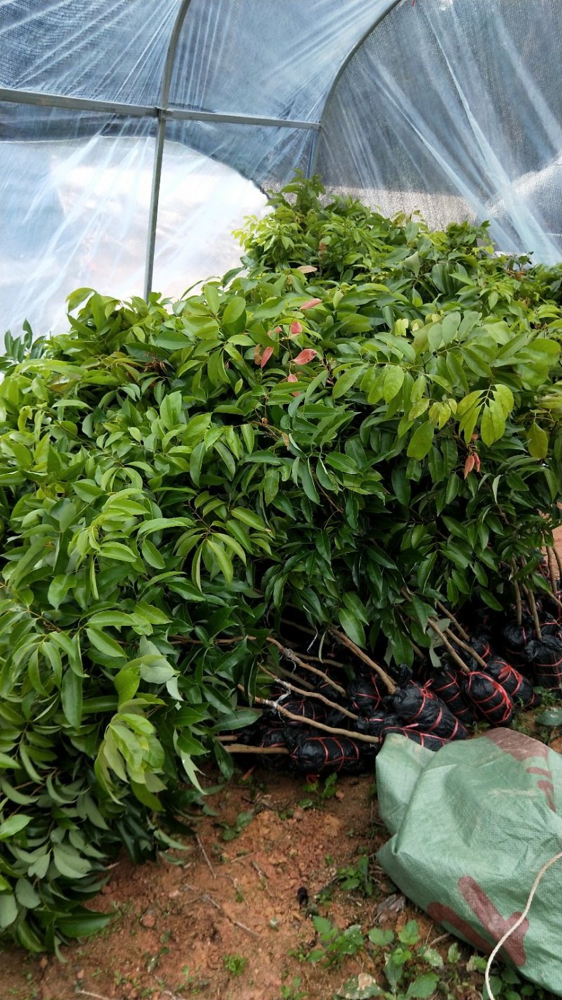 【精品】桂味，妃子笑，无核荔枝苗，小核肉厚，现挖苗现发货