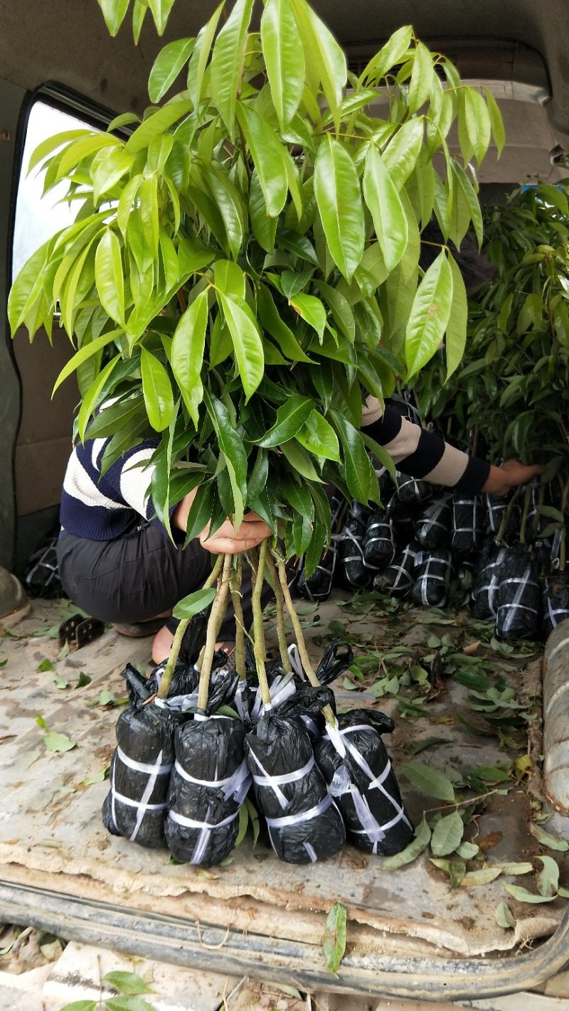 【精品】桂味，妃子笑，无核荔枝苗，小核肉厚，现挖苗现发货