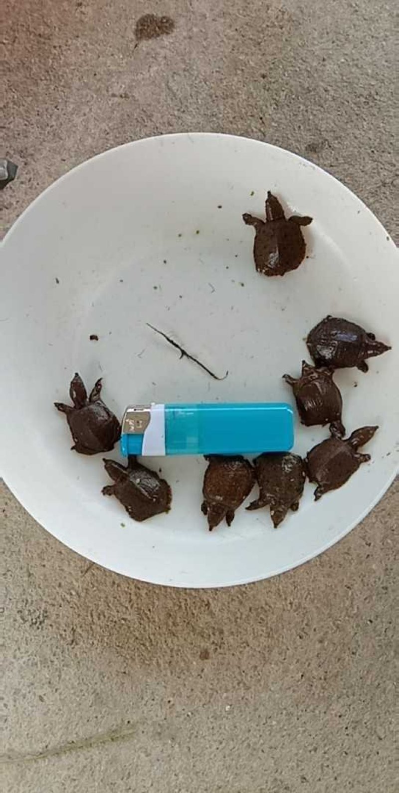 鳖苗甲鱼苗水鱼苗中华鳖台湾鳖